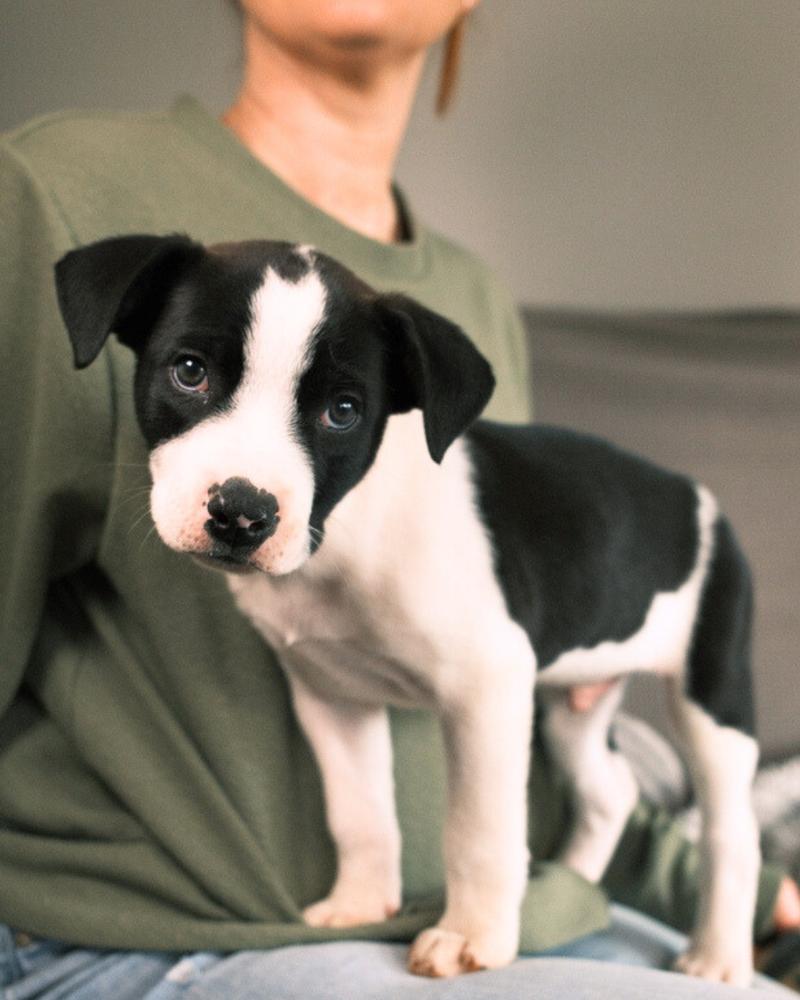 Burrow, an adopted mixed breed in Franklin, TN image 3/6