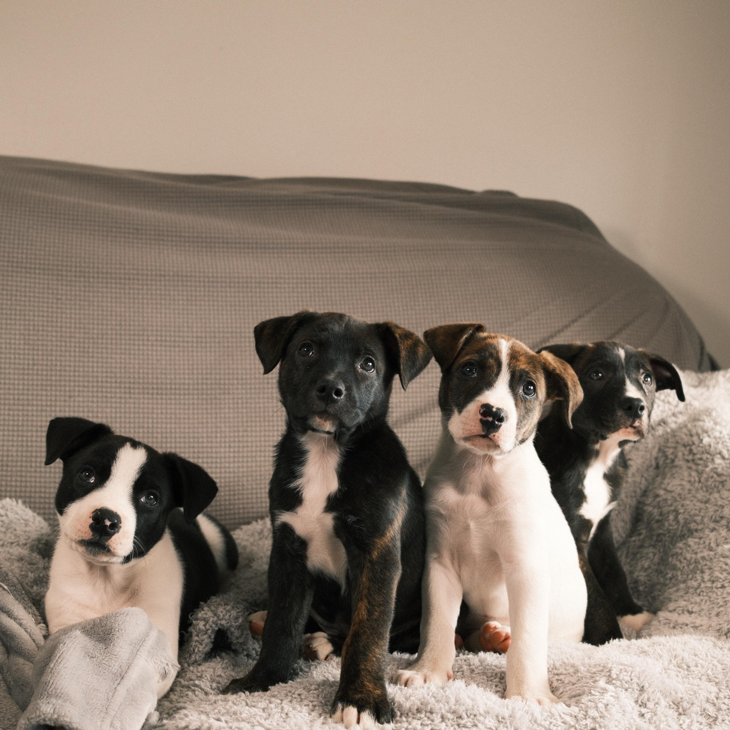 Burrow, an adopted mixed breed in Franklin, TN image 5/6