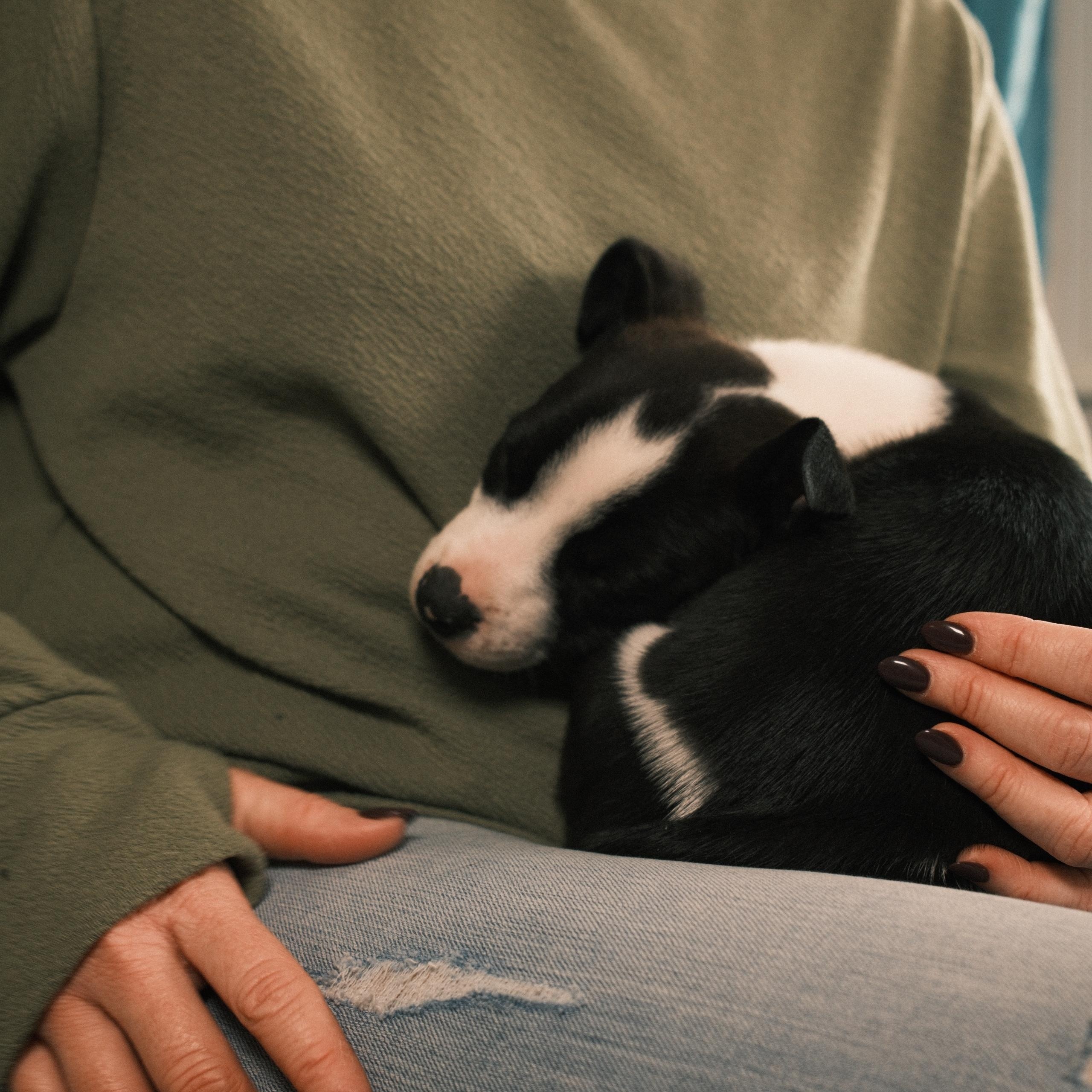 Burrow, an adopted mixed breed in Franklin, TN image 4/6