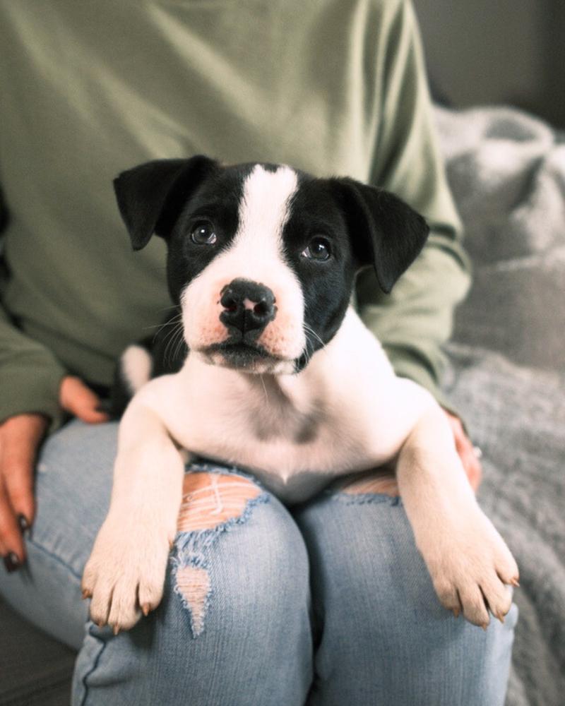 Burrow, ADOPTABLE, Puppy Male Border Collie.