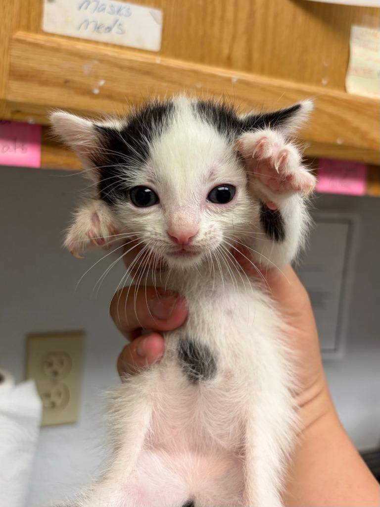 FiFi, Adoptable, Kitten Female Domestic Short Hair.