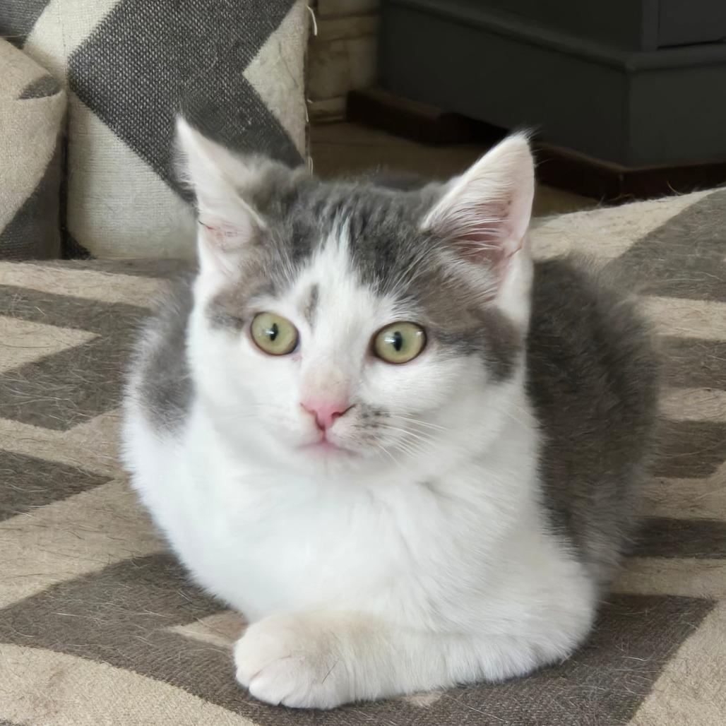 Shirley - Located in Parsonsburg, MD, a Adoptable Domestic Short Hair in Alexandria, VA image 1/2