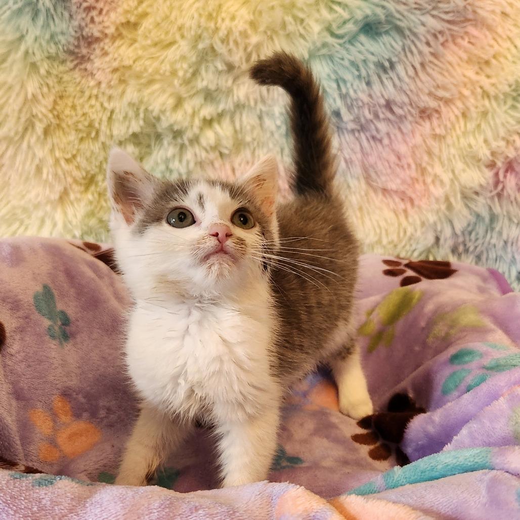 Shirley - Located in Parsonsburg, MD, a Adoptable Domestic Short Hair in Alexandria, VA image 2/2