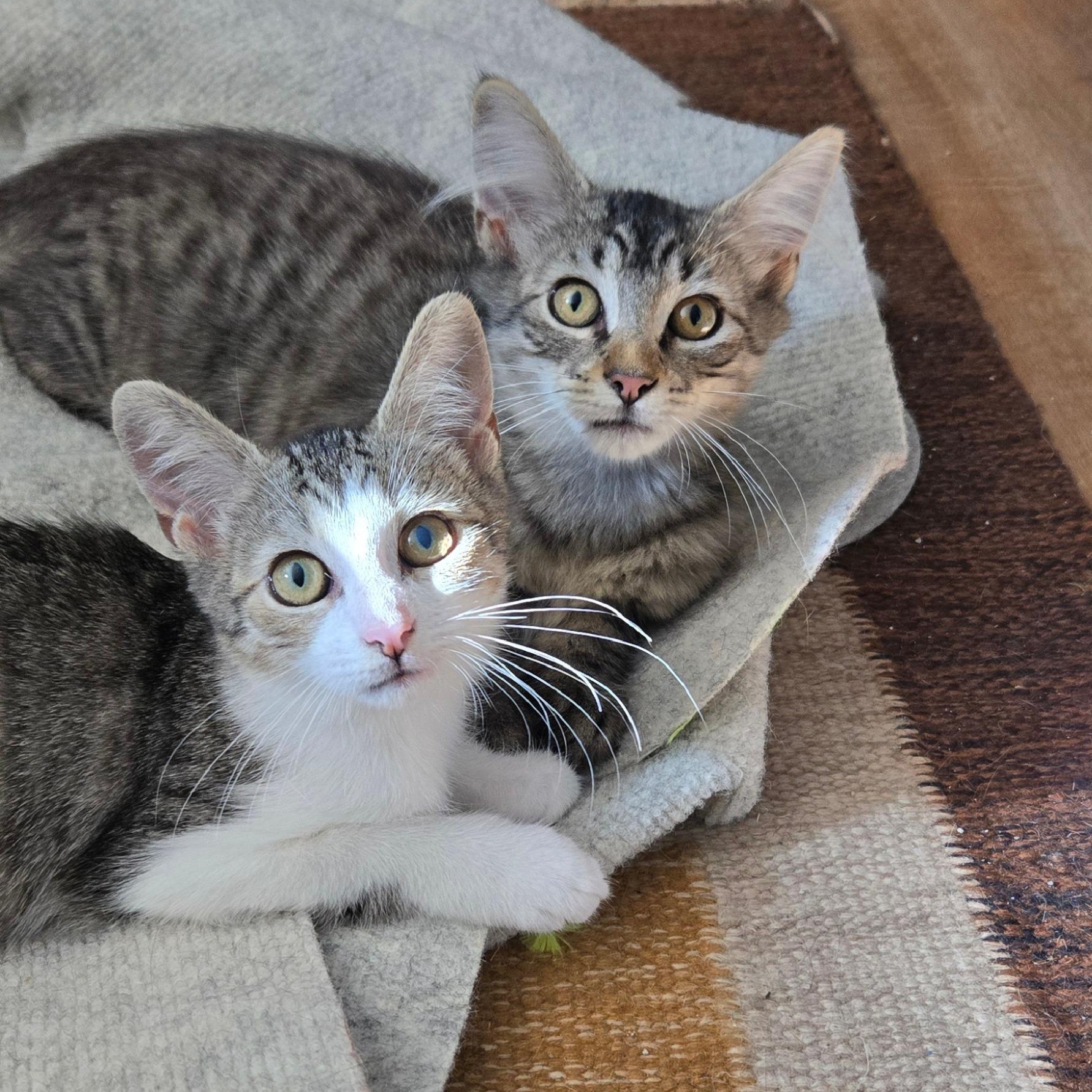 Enlarge Sune & Astrid, a ADOPTABLE mixed breed in Hyattsville, MD image 4/6