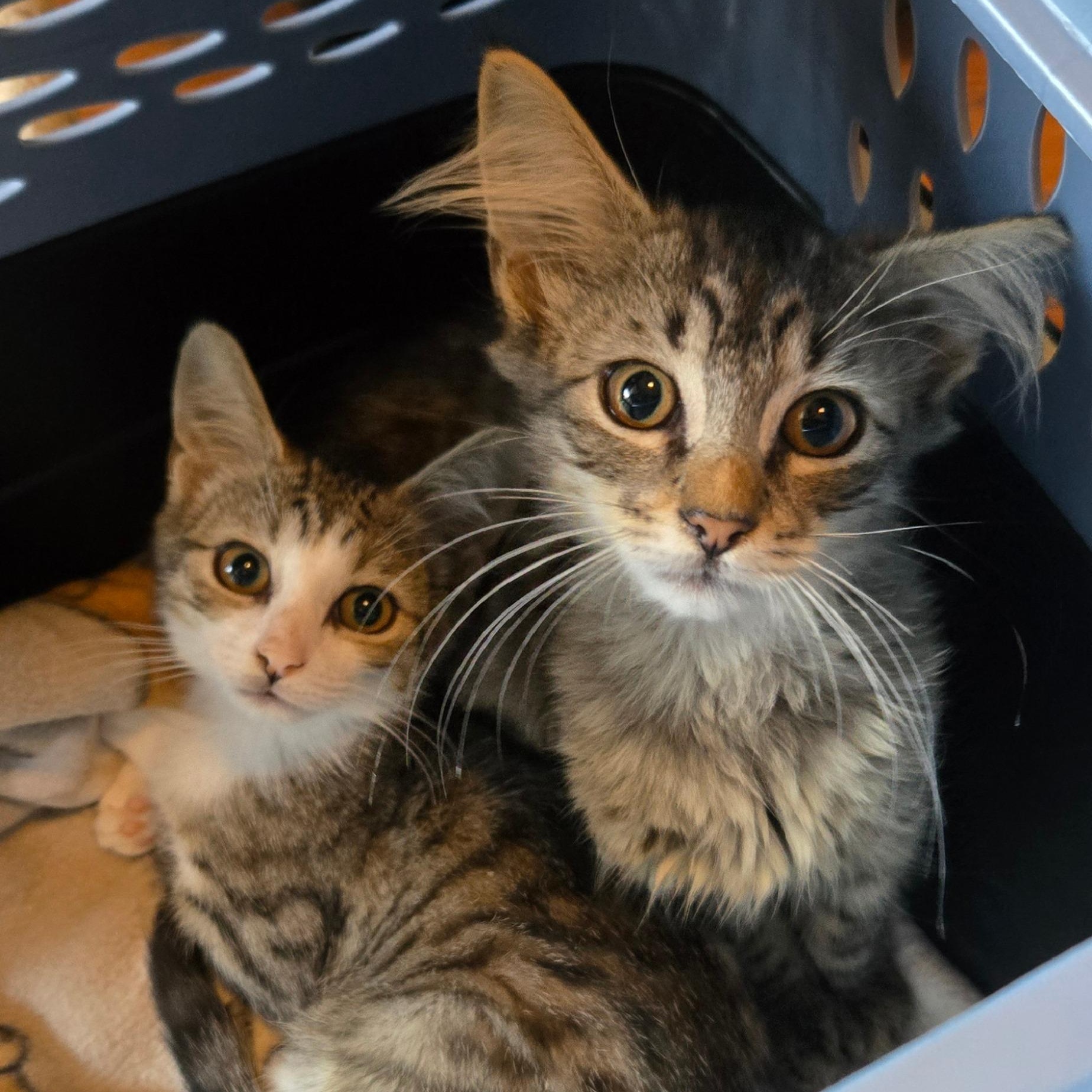 Sune & Astrid, ADOPTABLE, Kitten Female Domestic Medium Hair & Tabby.