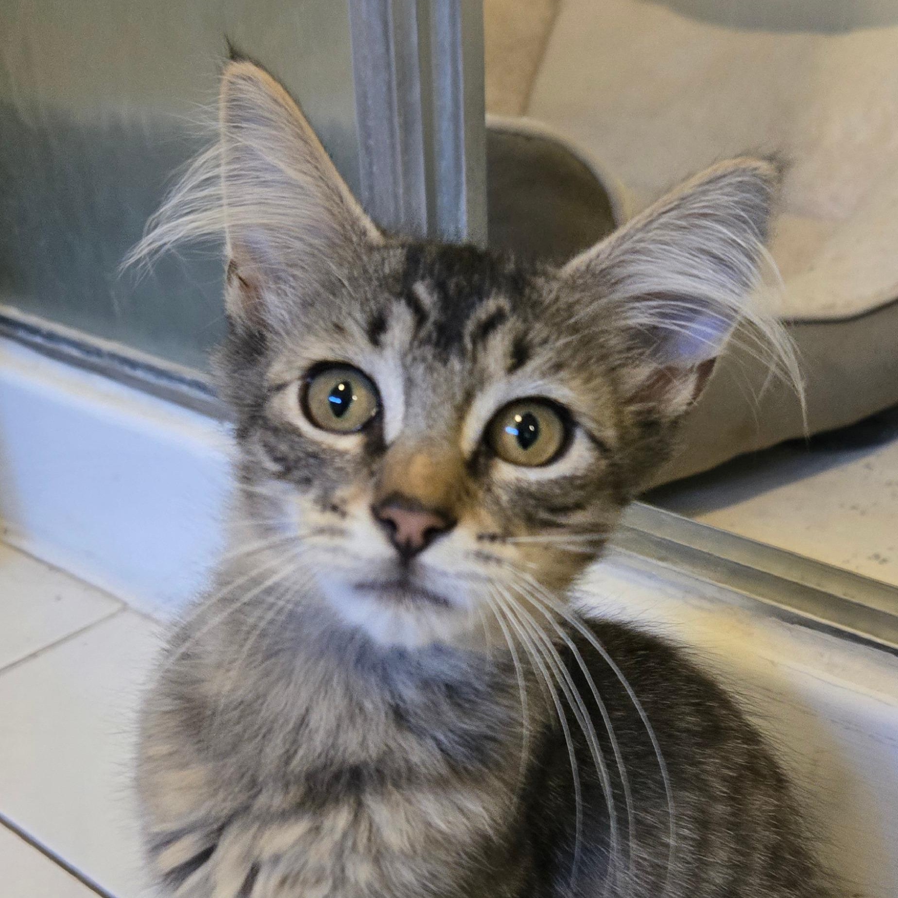 Enlarge Sune & Astrid, a ADOPTABLE mixed breed in Hyattsville, MD image 3/6