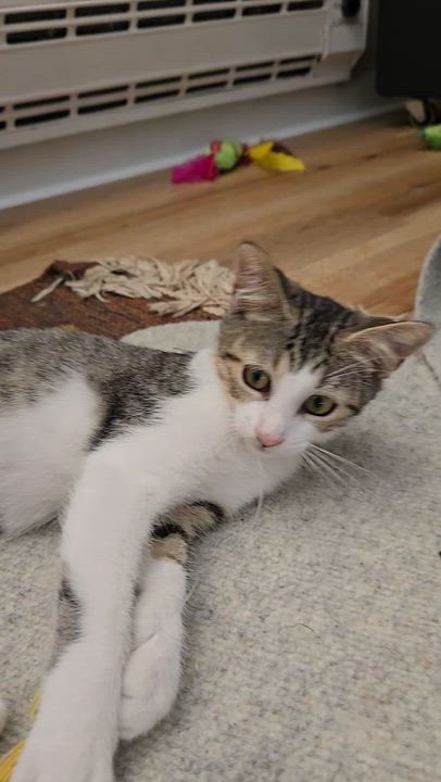 Enlarge Sune & Astrid, a ADOPTABLE mixed breed in Hyattsville, MD video 2/6