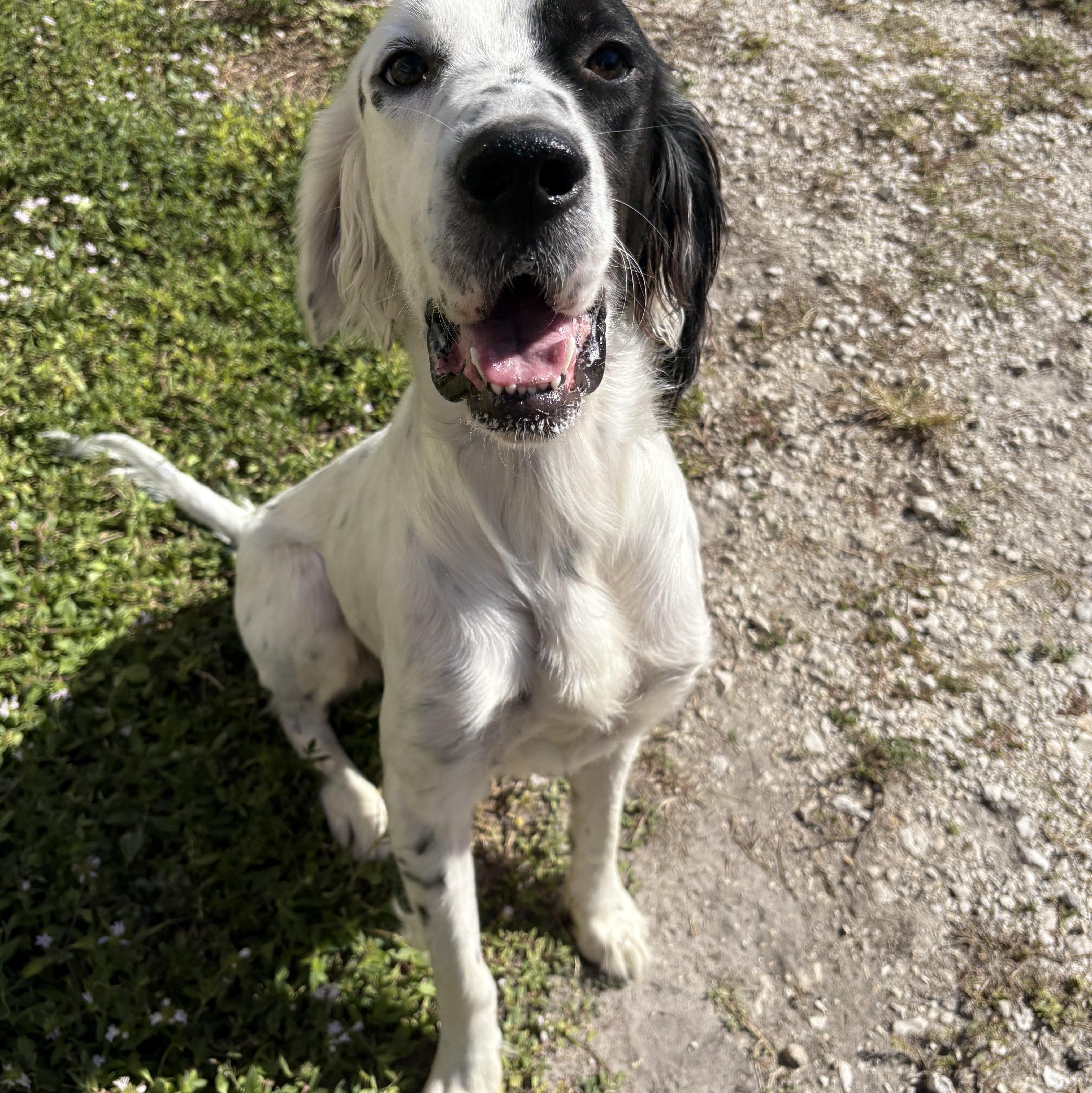 Chip, a ADOPTABLE English Setter in Orlando, FL image 1/5