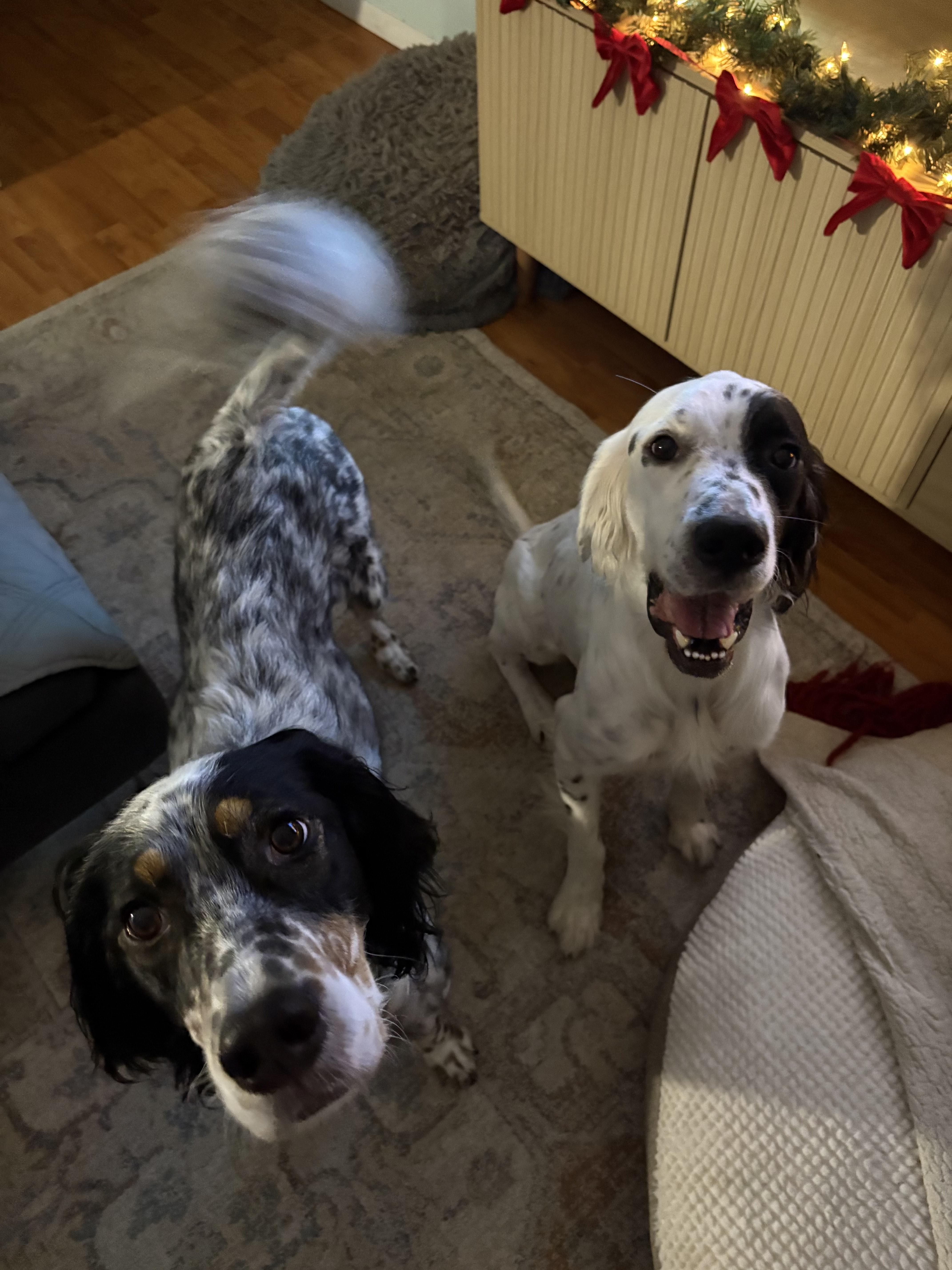 Chip, a ADOPTABLE English Setter in Orlando, FL image 4/5