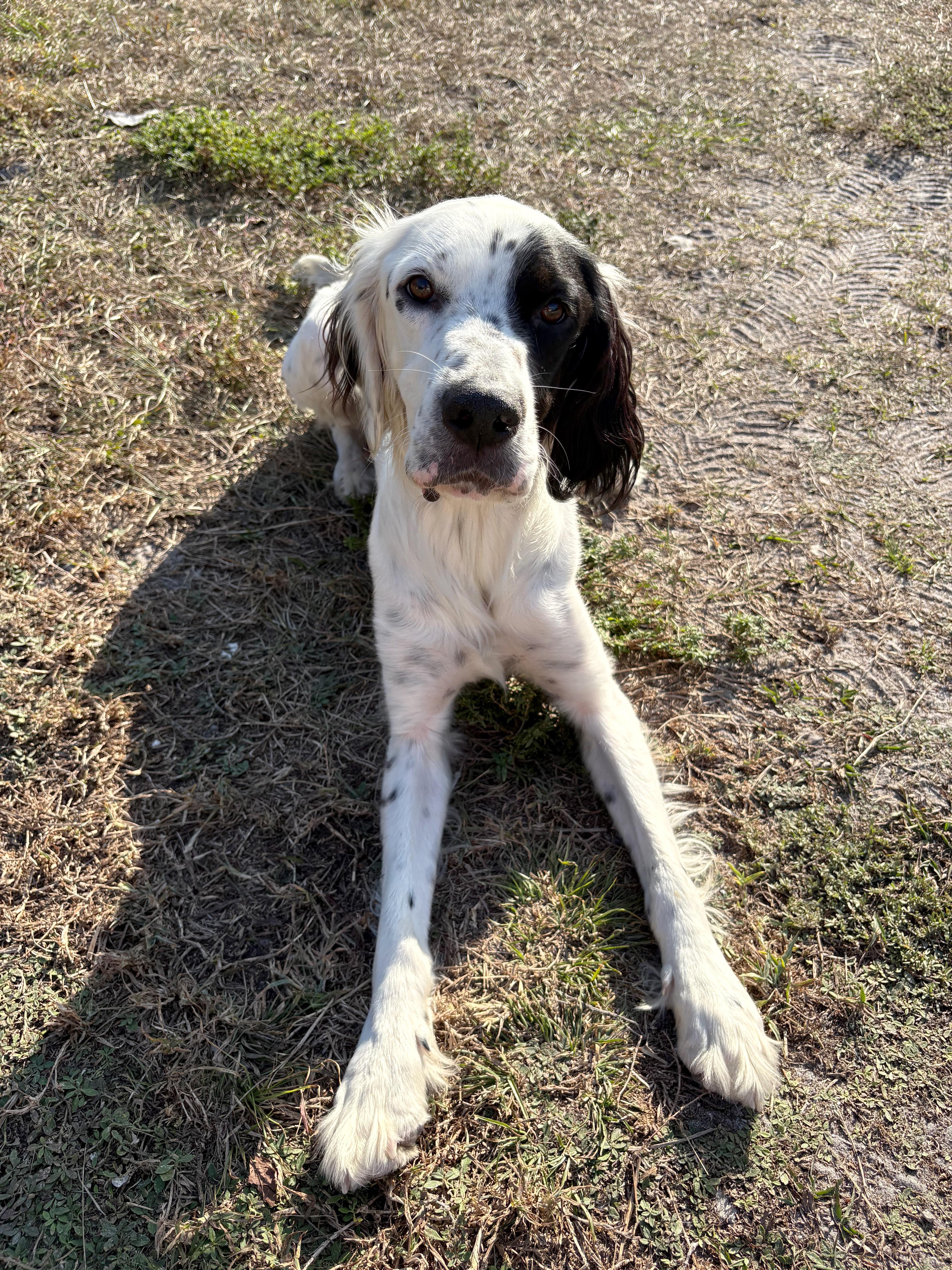 Chip, a ADOPTABLE English Setter in Orlando, FL image 5/5