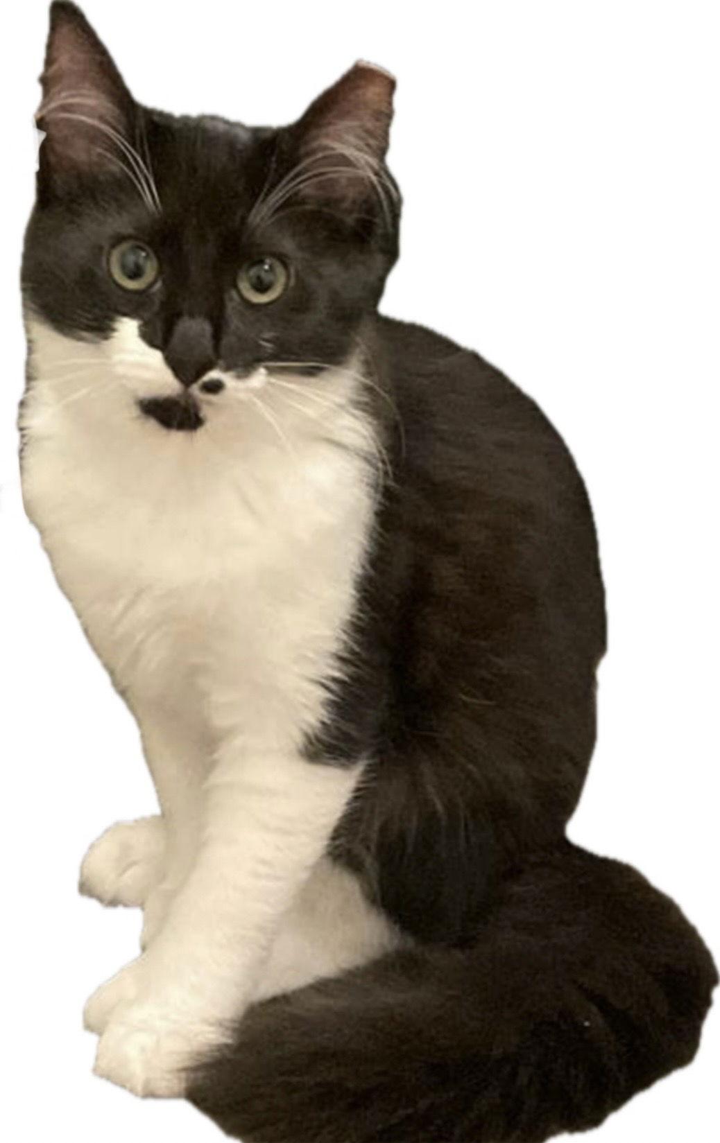 Enlarge Coco, a Adoptable Domestic Short Hair in Alpharetta, GA image 1/3