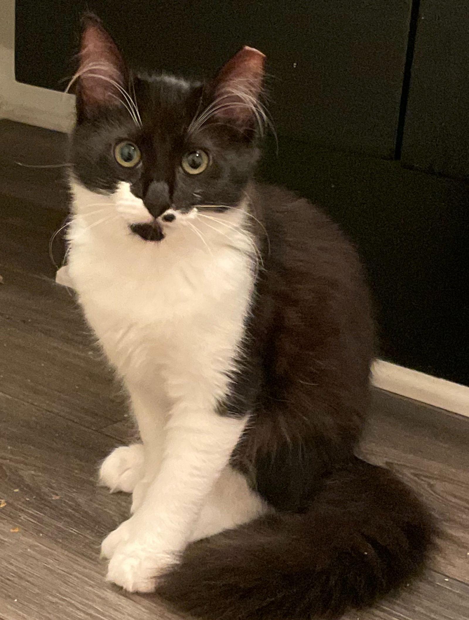 Enlarge Coco, a Adoptable Domestic Short Hair in Alpharetta, GA image 2/3