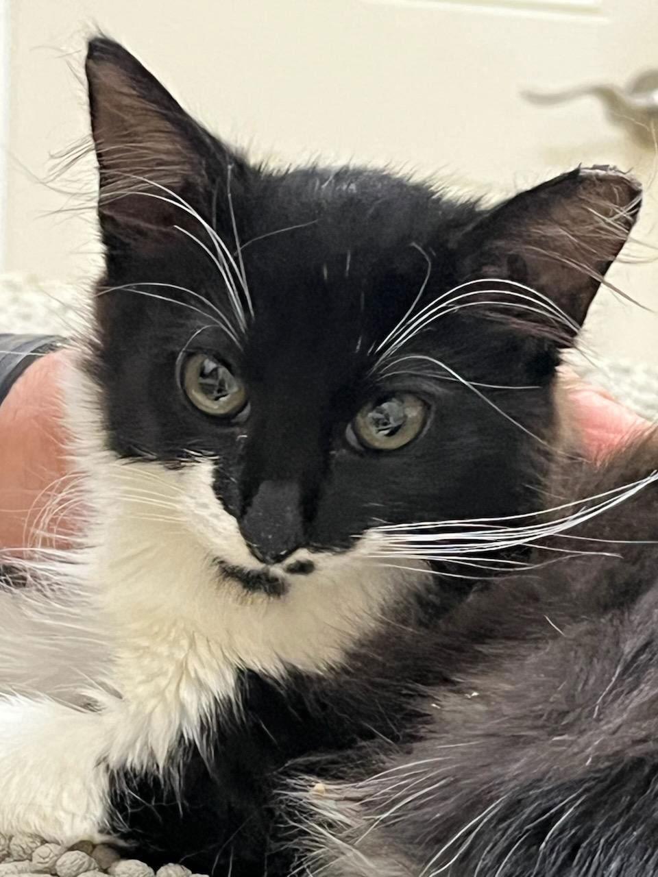 Enlarge Coco, a Adoptable Domestic Short Hair in Alpharetta, GA image 3/3