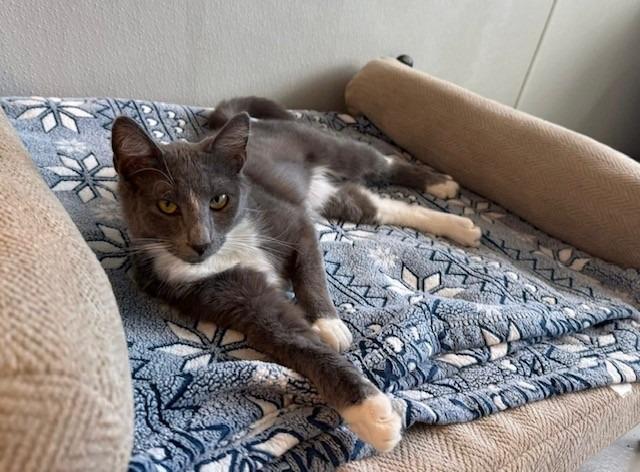 Rue, Adoptable, Adult Female Domestic Short Hair.