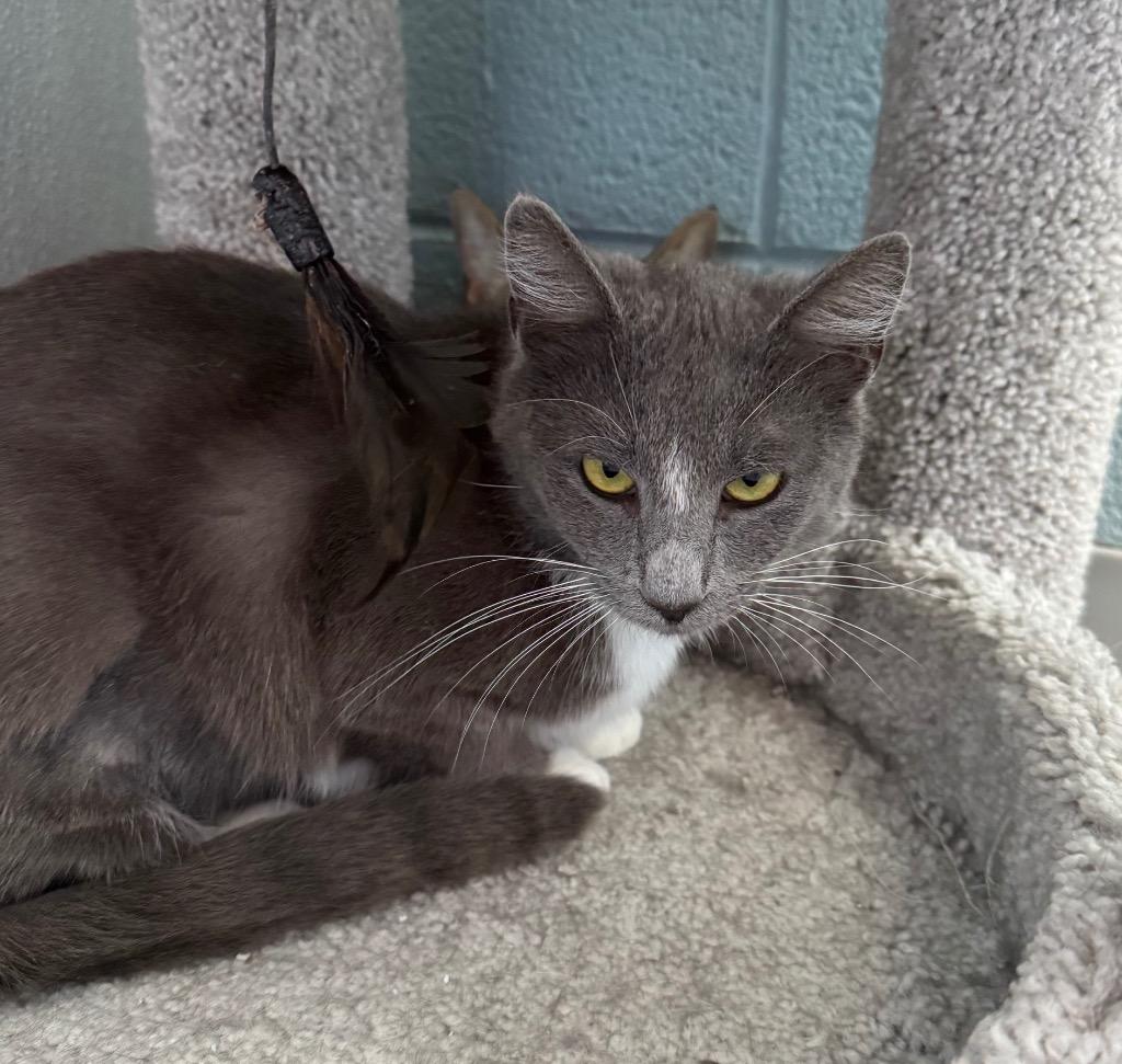Enlarge Rue, a Adoptable mixed breed in Dalton, GA image 2/3