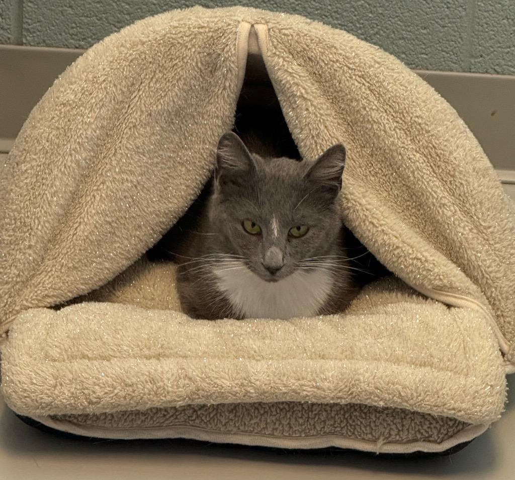 Enlarge Rue, a Adoptable mixed breed in Dalton, GA image 3/3