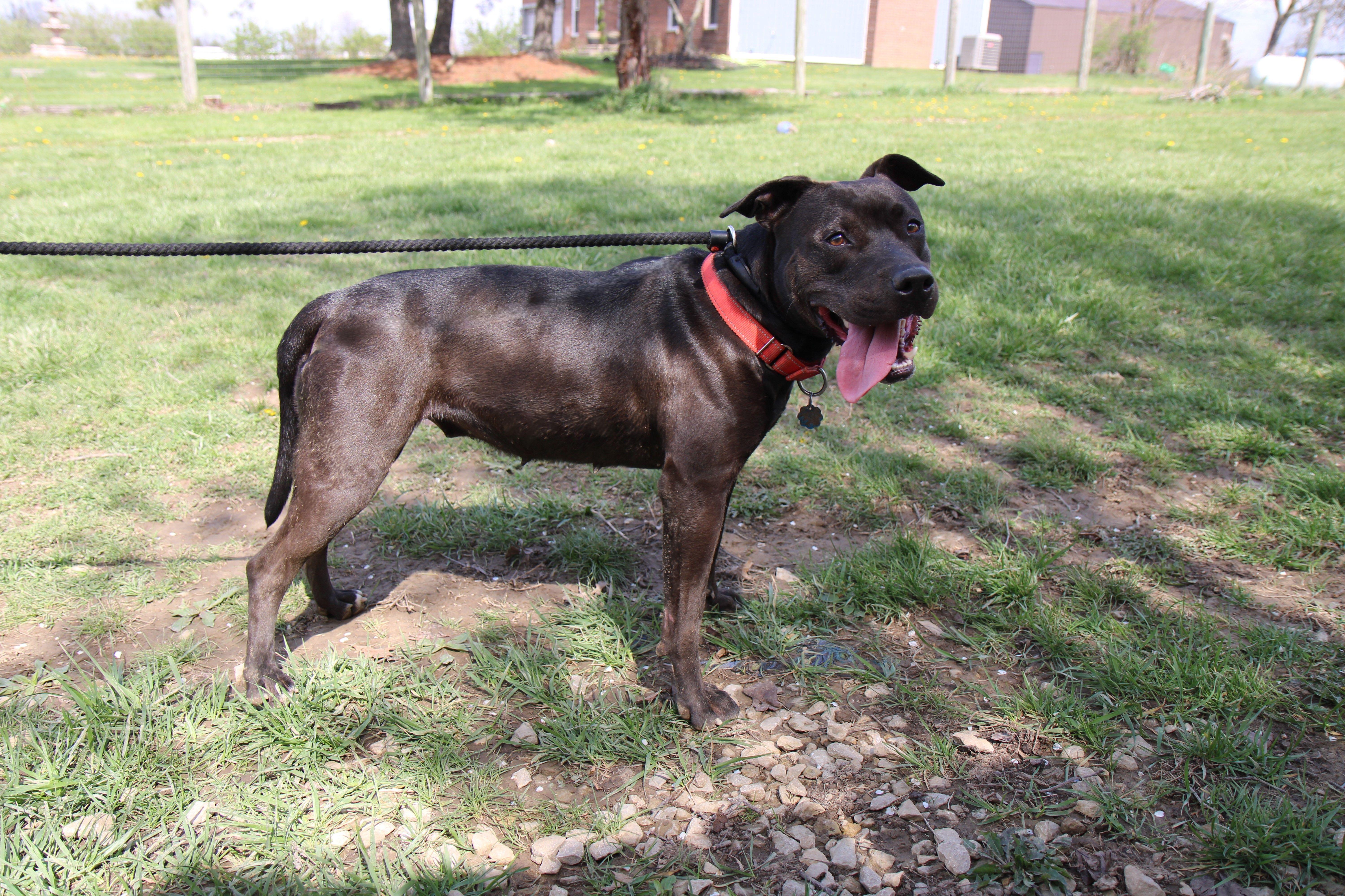 Sugar Mama, Adoptable, Adult Female Mixed Breed.