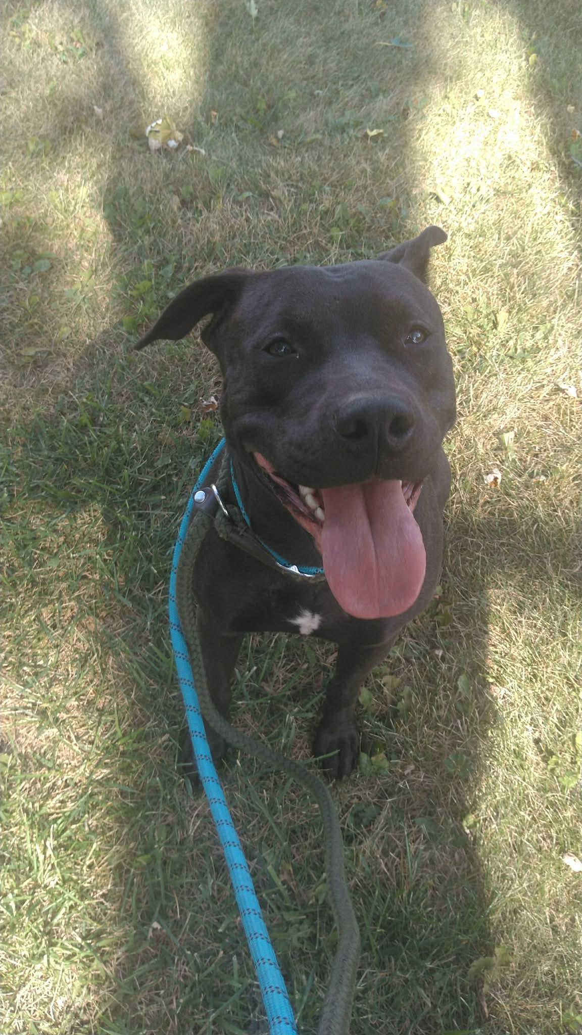 Sugar Mama, a Adoptable Mixed Breed in Plain City, OH image 2/6