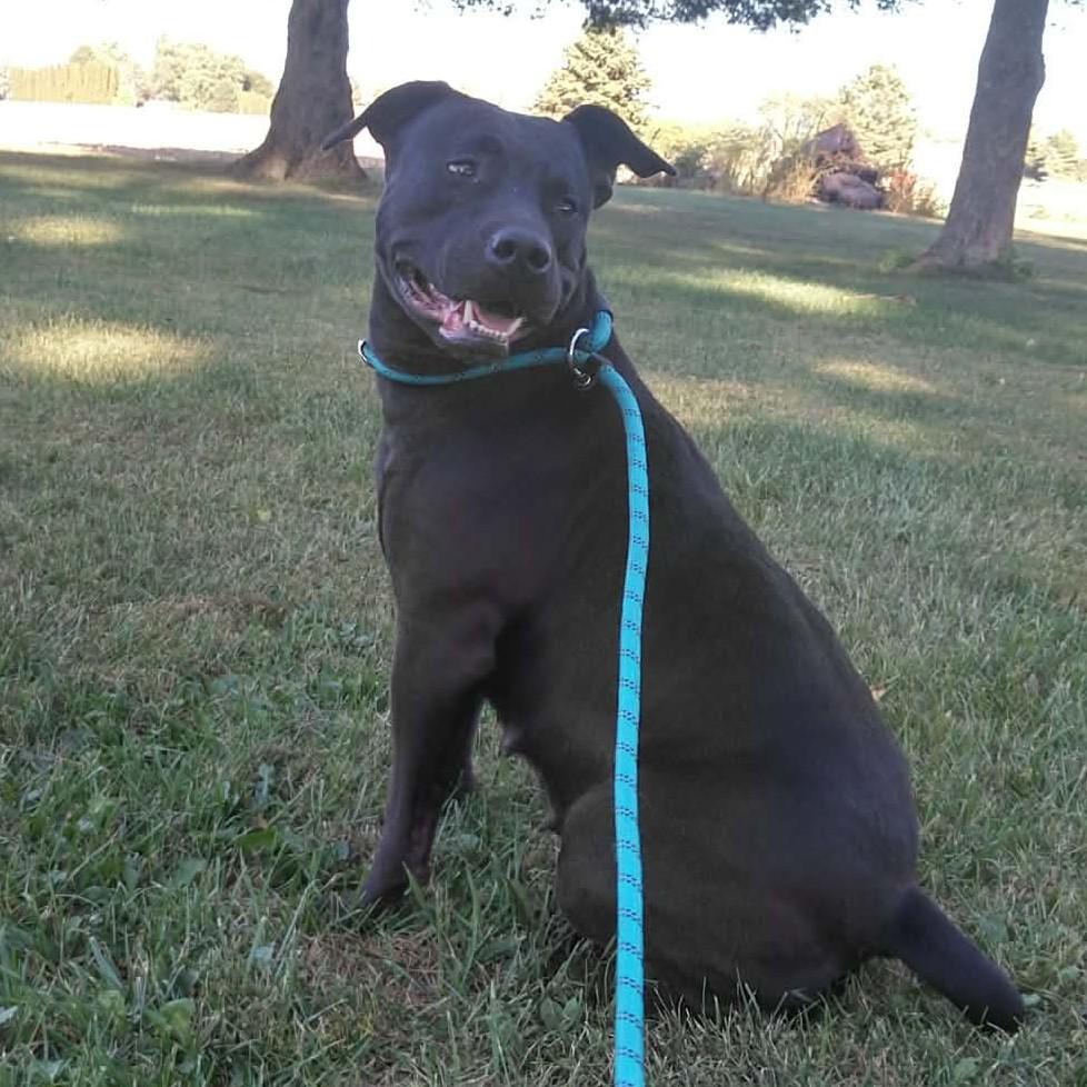 Sugar Mama, a Adoptable Mixed Breed in Plain City, OH image 3/6