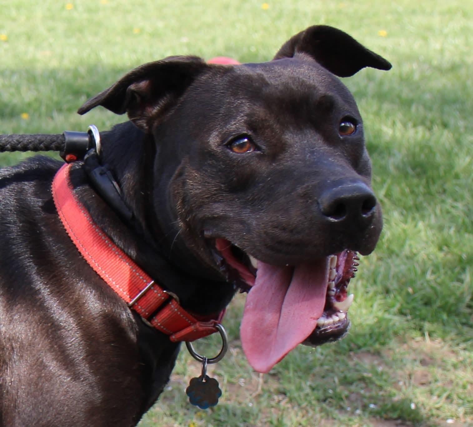 Sugar Mama, a Adoptable Mixed Breed in Plain City, OH image 4/6