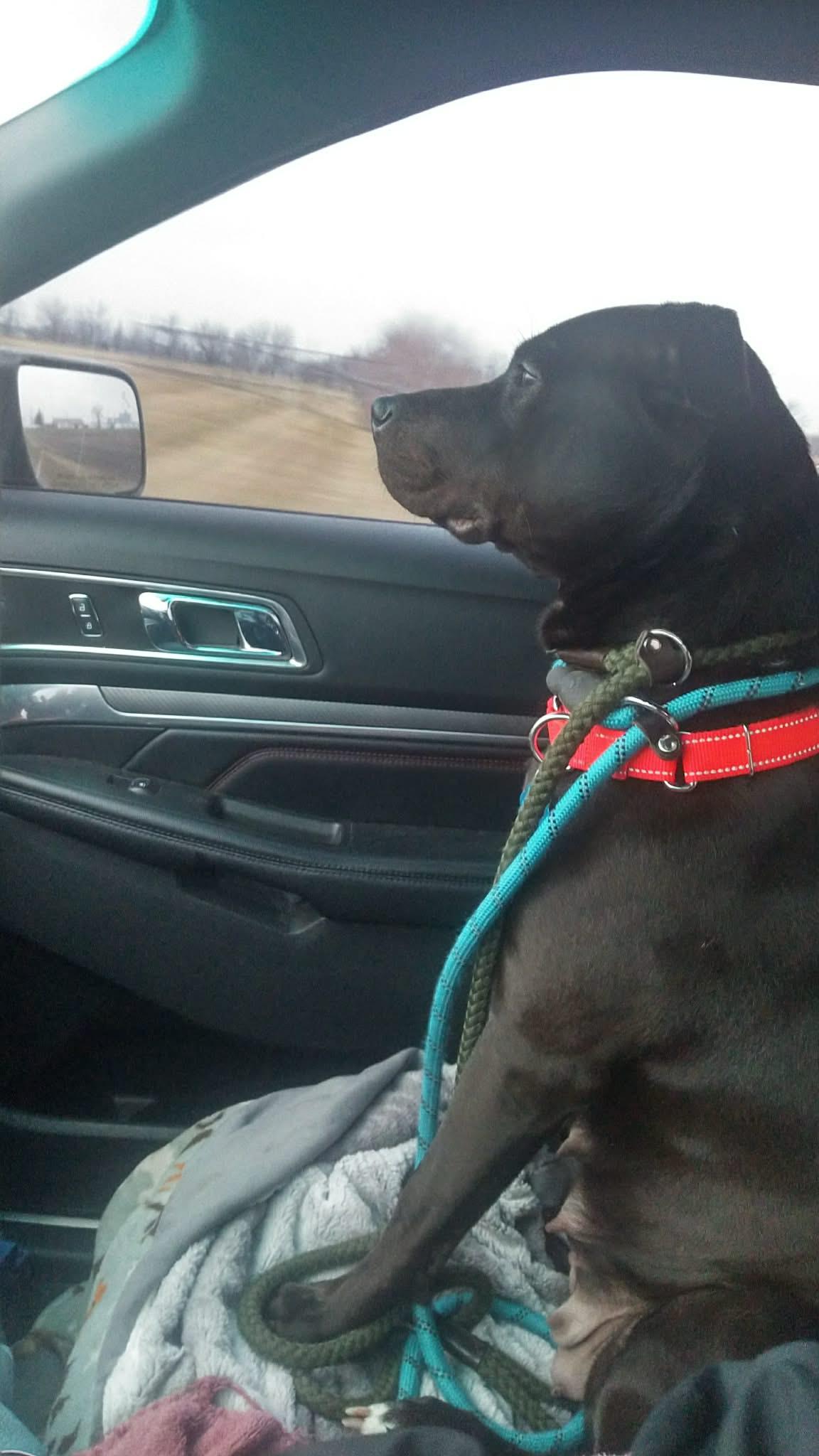 Sugar Mama, a Adoptable Mixed Breed in Plain City, OH image 5/6