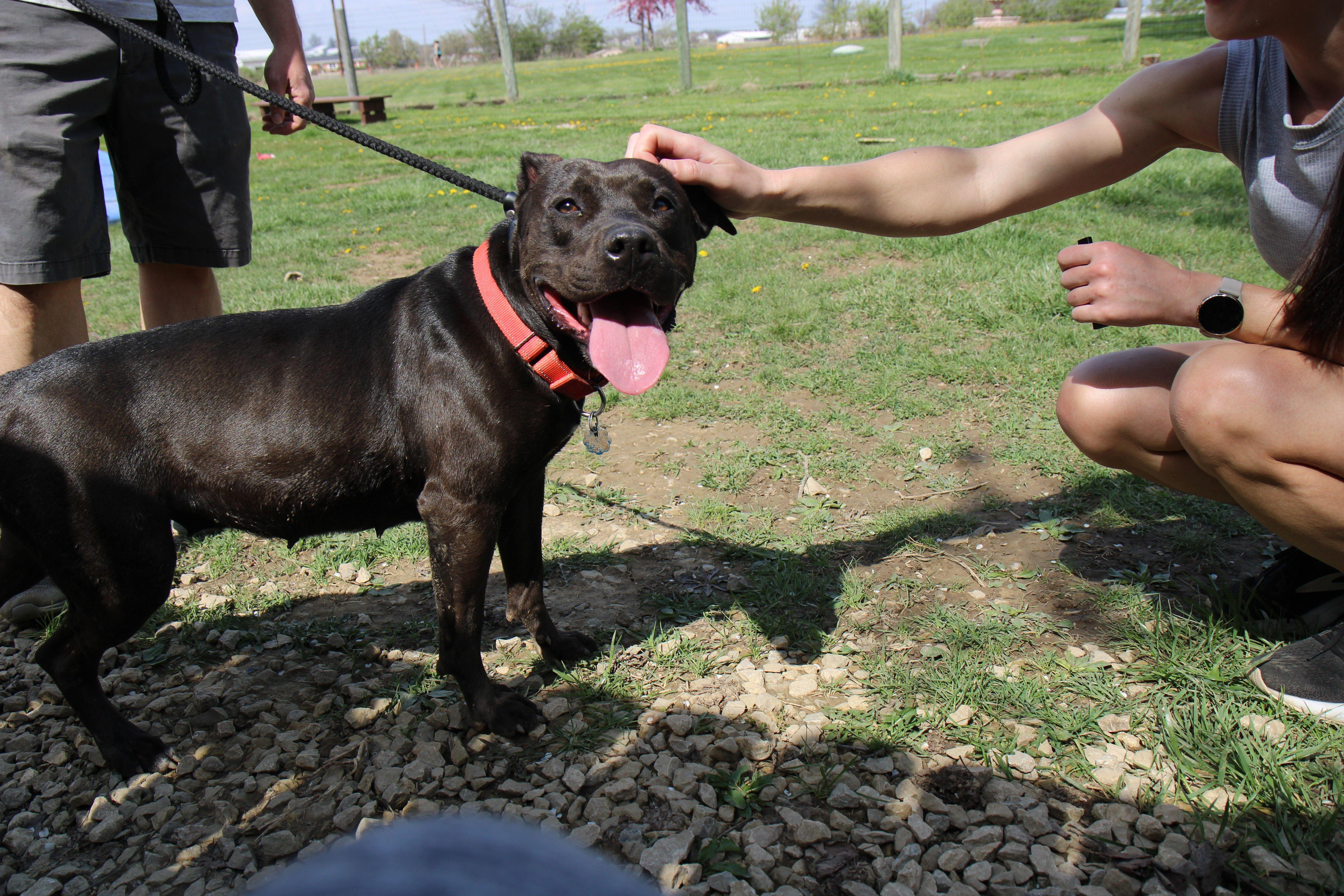 Sugar Mama, a Adoptable Mixed Breed in Plain City, OH image 6/6