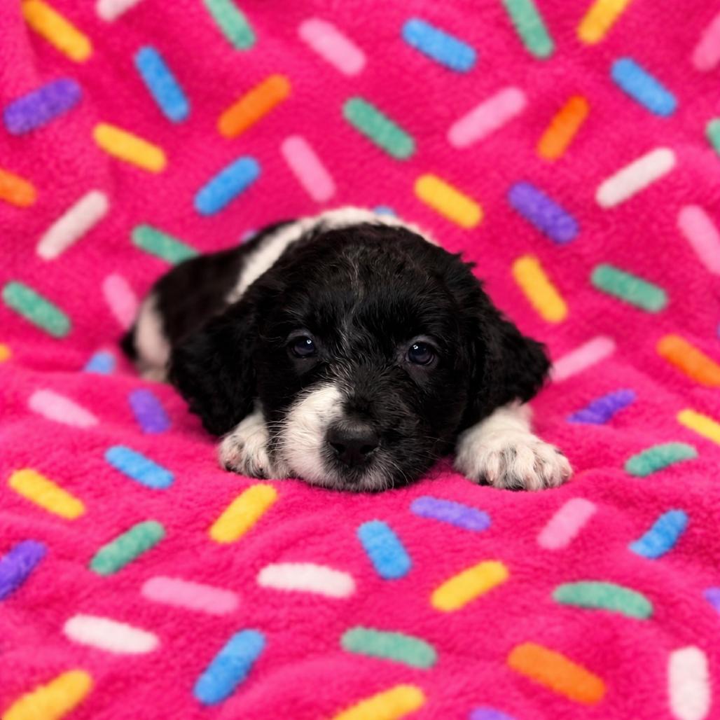 Enlarge Sprinkles, a Adoptable mixed breed in St. Peters, MO image 1/2