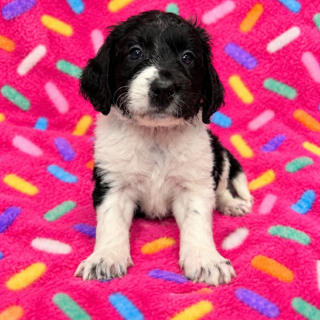 Enlarge Sprinkles, a Adoptable mixed breed in St. Peters, MO image 2/2