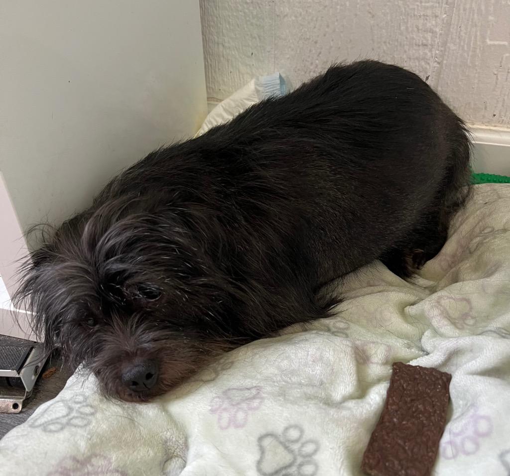Enlarge Martin, a Adopted mixed breed in Warren, MI image 1/1