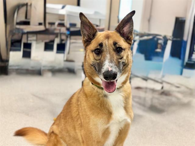 Bear A432744