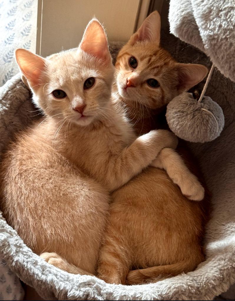 Davis / Sinatra, Adoptable, Kitten Male Domestic Short Hair.