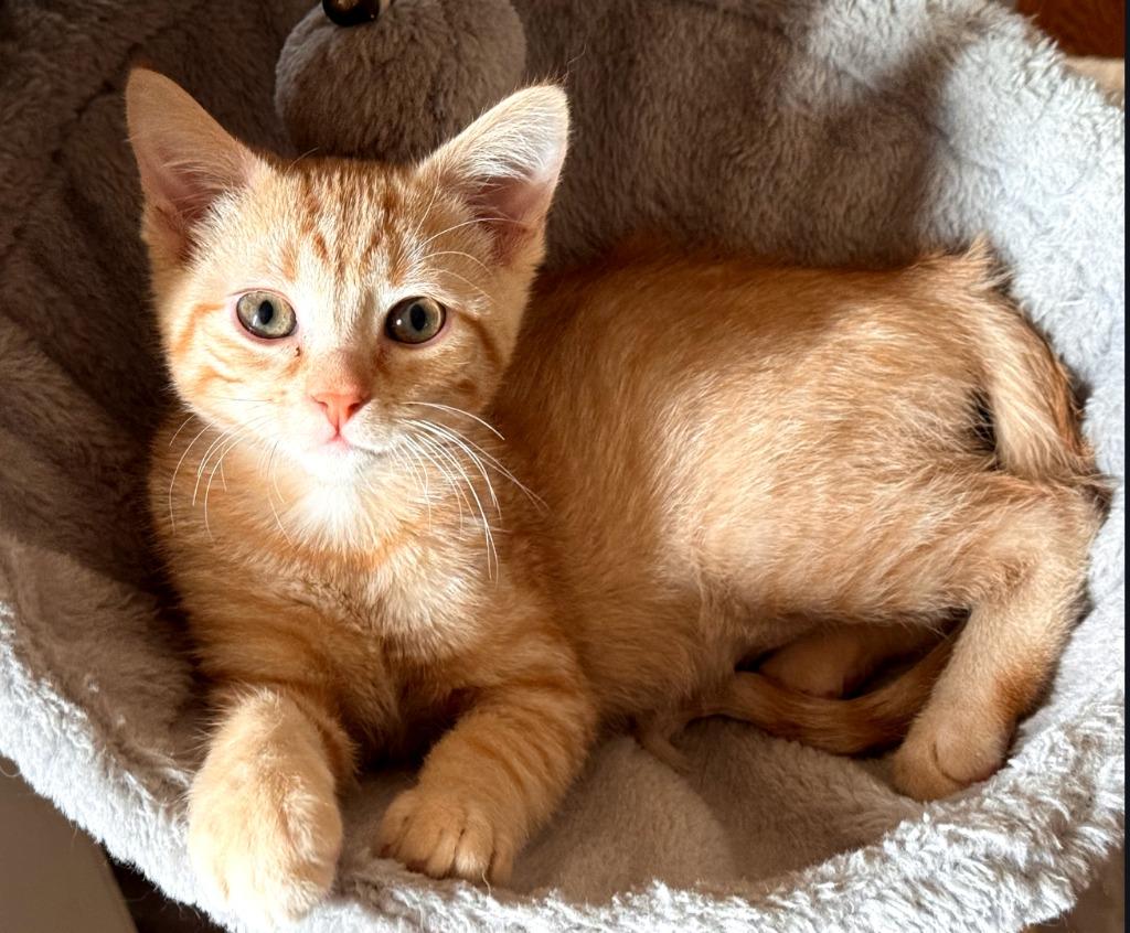 Enlarge Davis / Sinatra, a Adoptable mixed breed in Merriam, KS image 2/3