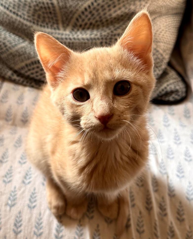 Enlarge Davis / Sinatra, a Adoptable mixed breed in Merriam, KS image 3/3