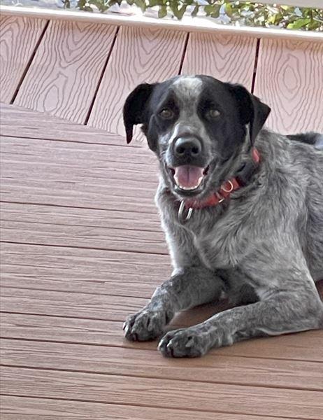 Coley, a Adoptable mixed breed in Mocksville, NC image 1/4