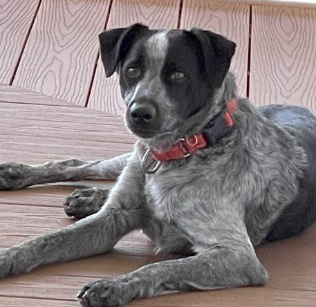 Enlarge Coley, a Adoptable mixed breed in Mocksville, NC image 3/6