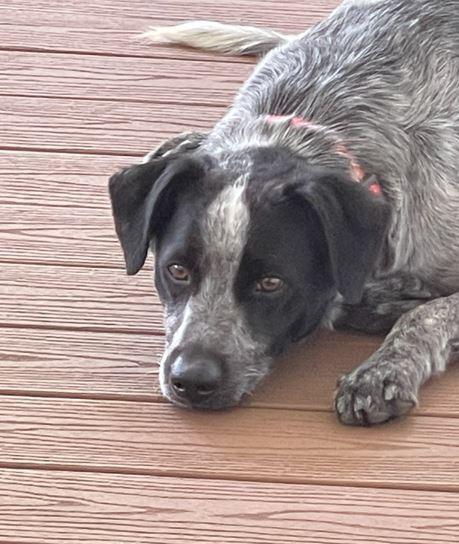 Coley, a Adoptable mixed breed in Mocksville, NC image 3/4