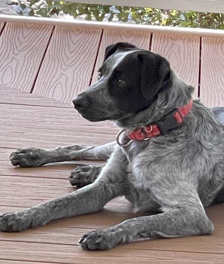 Coley, a Adoptable mixed breed in Mocksville, NC image 4/4