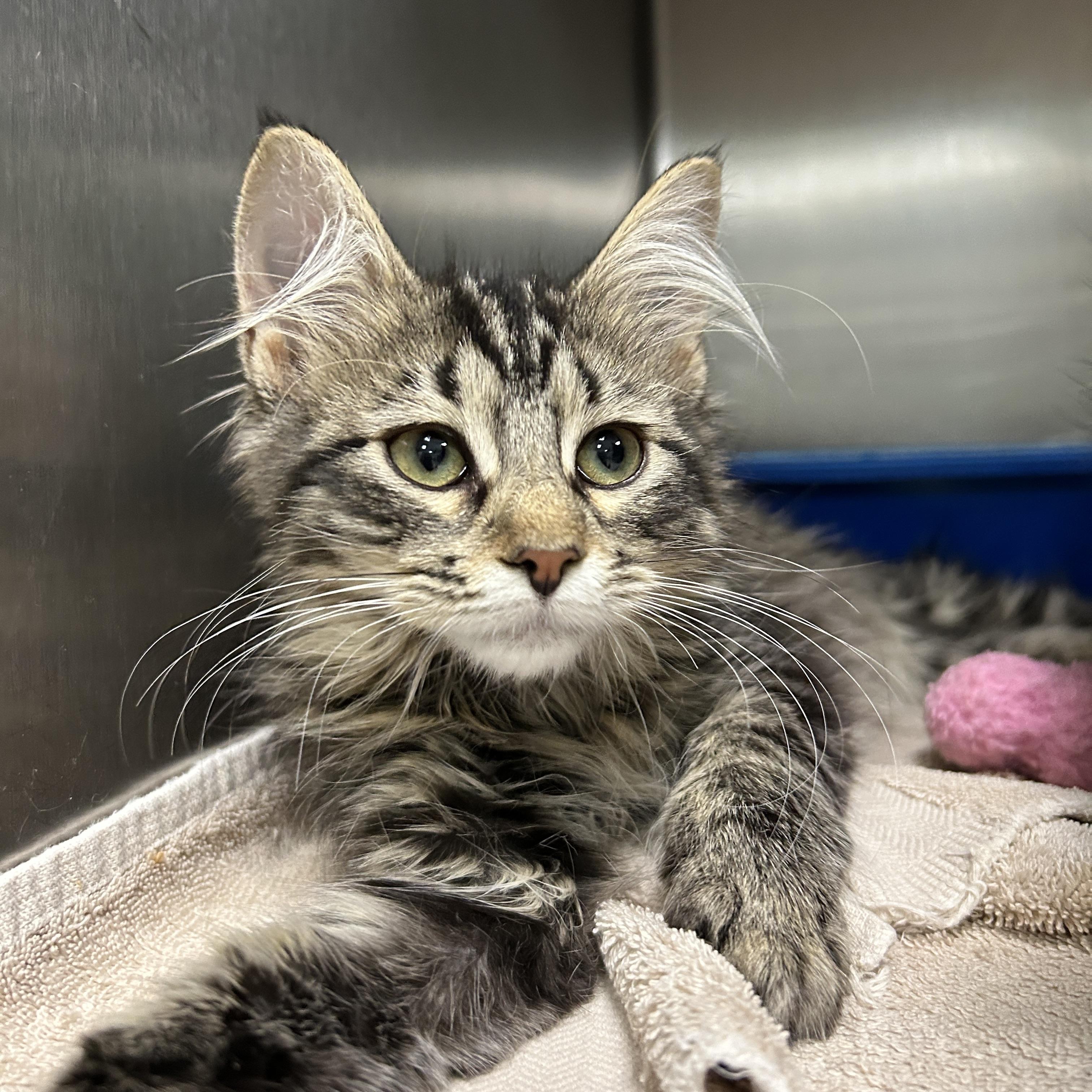 Libby, adopted, Kitten Female Domestic Long Hair.