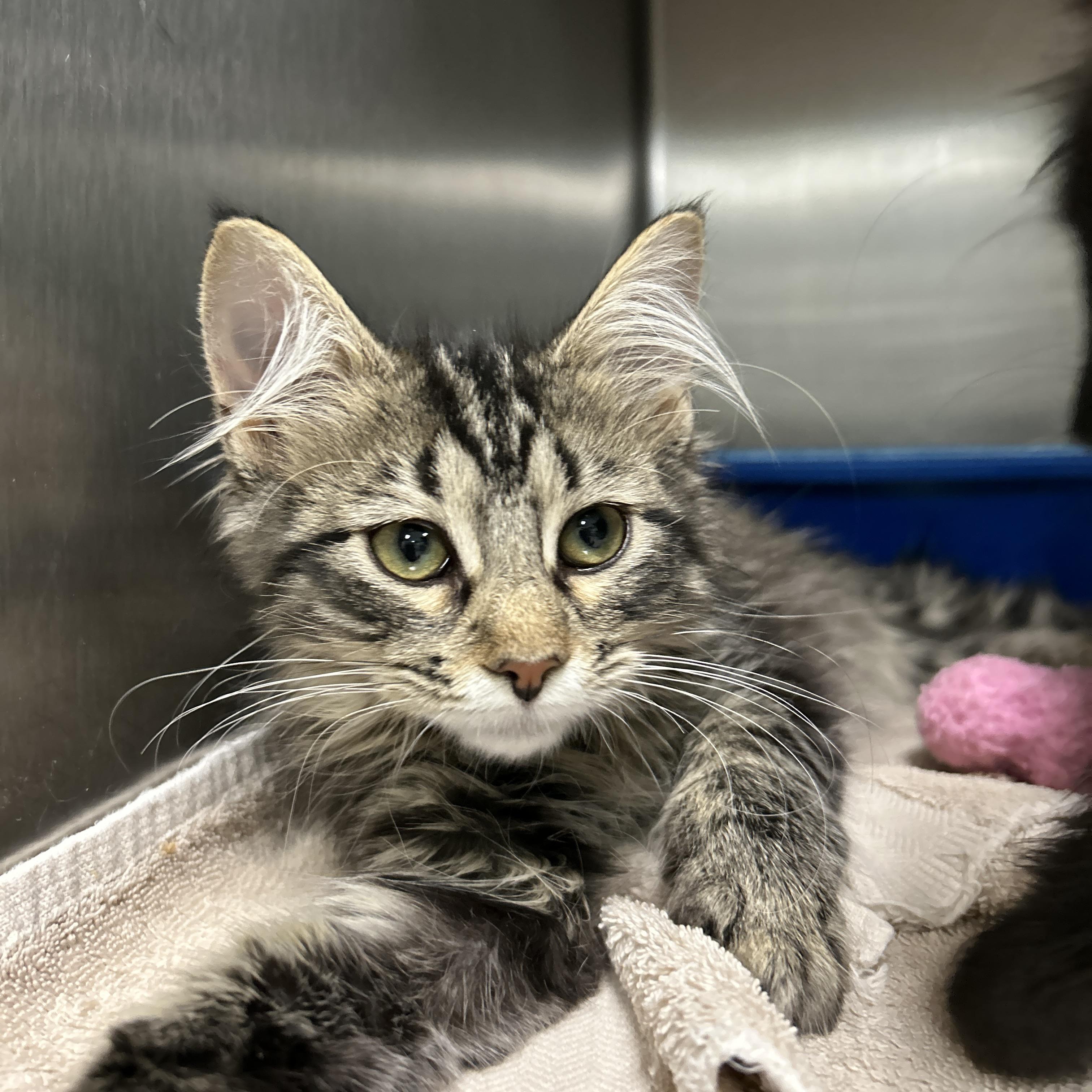 Enlarge Libby, an adopted Domestic Long Hair in La Grange Park, IL image 3/5