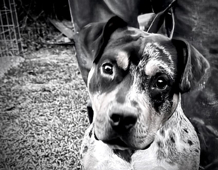 Enlarge Bleu, a ADOPTABLE mixed breed in Powell, TN image 2/4