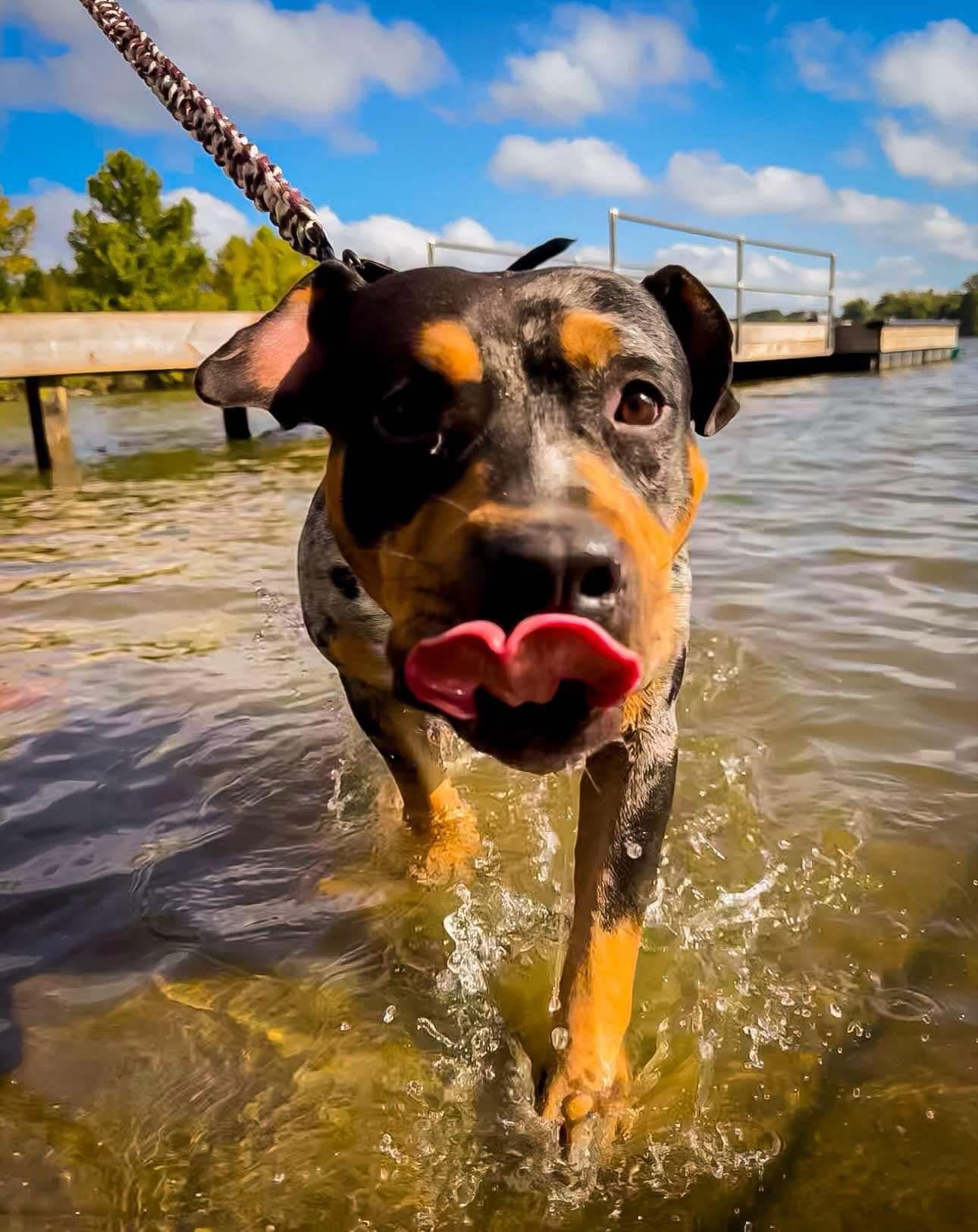 Enlarge Bleu, a ADOPTABLE mixed breed in Powell, TN image 1/4
