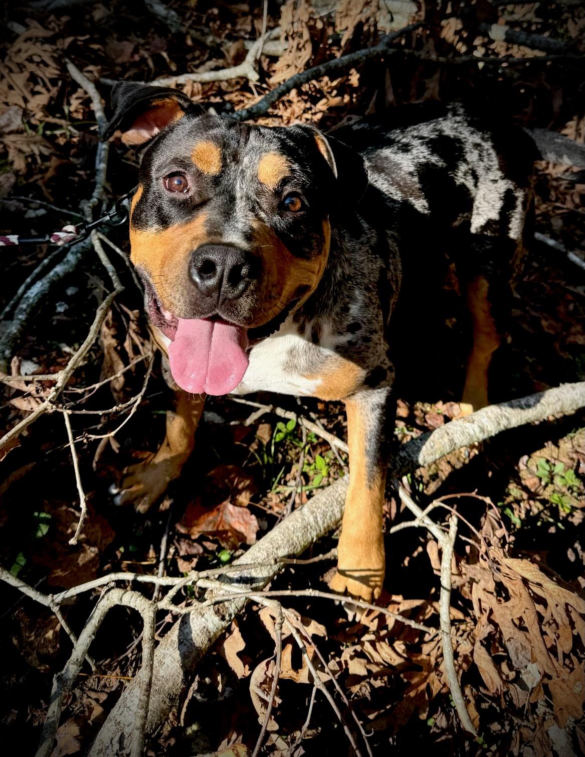 Enlarge Bleu, a ADOPTABLE mixed breed in Powell, TN image 3/4