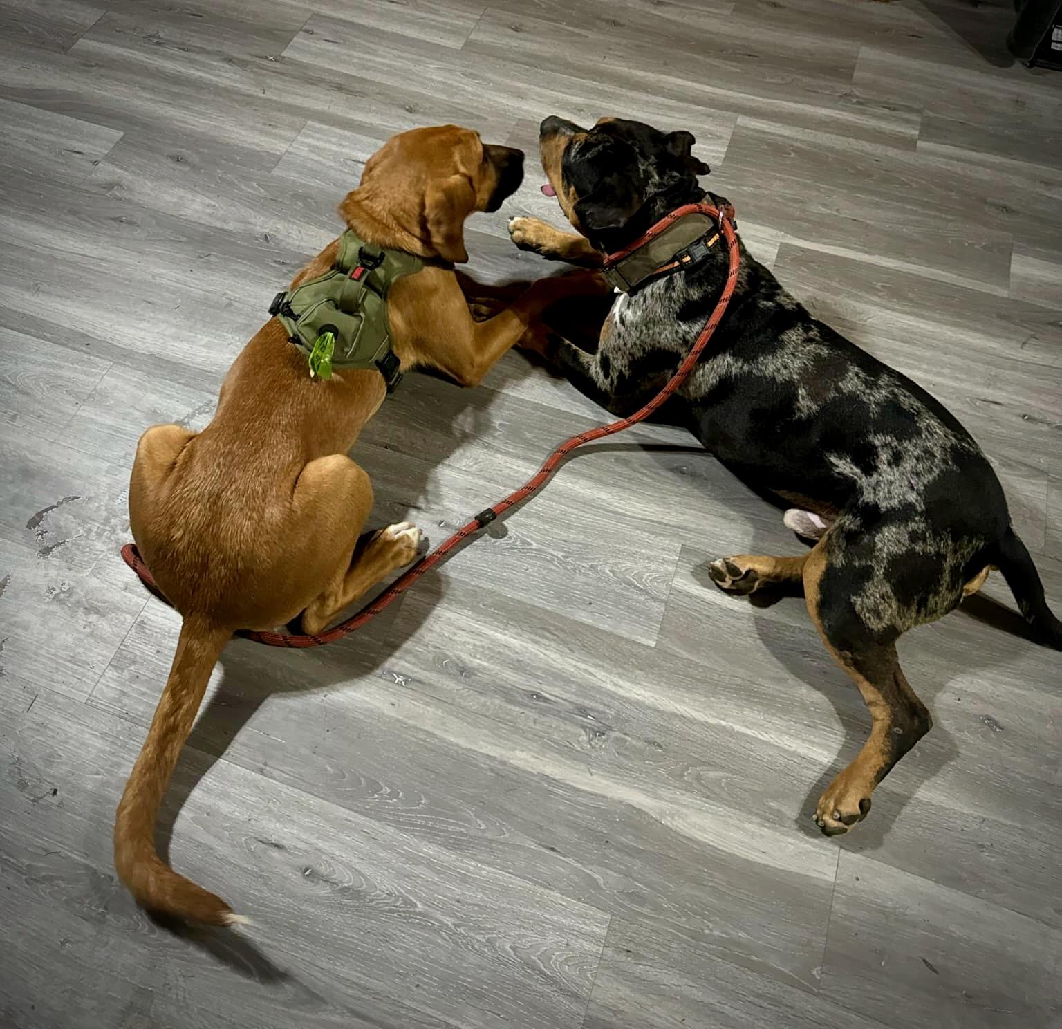 Enlarge Bleu, a ADOPTABLE mixed breed in Powell, TN image 4/4