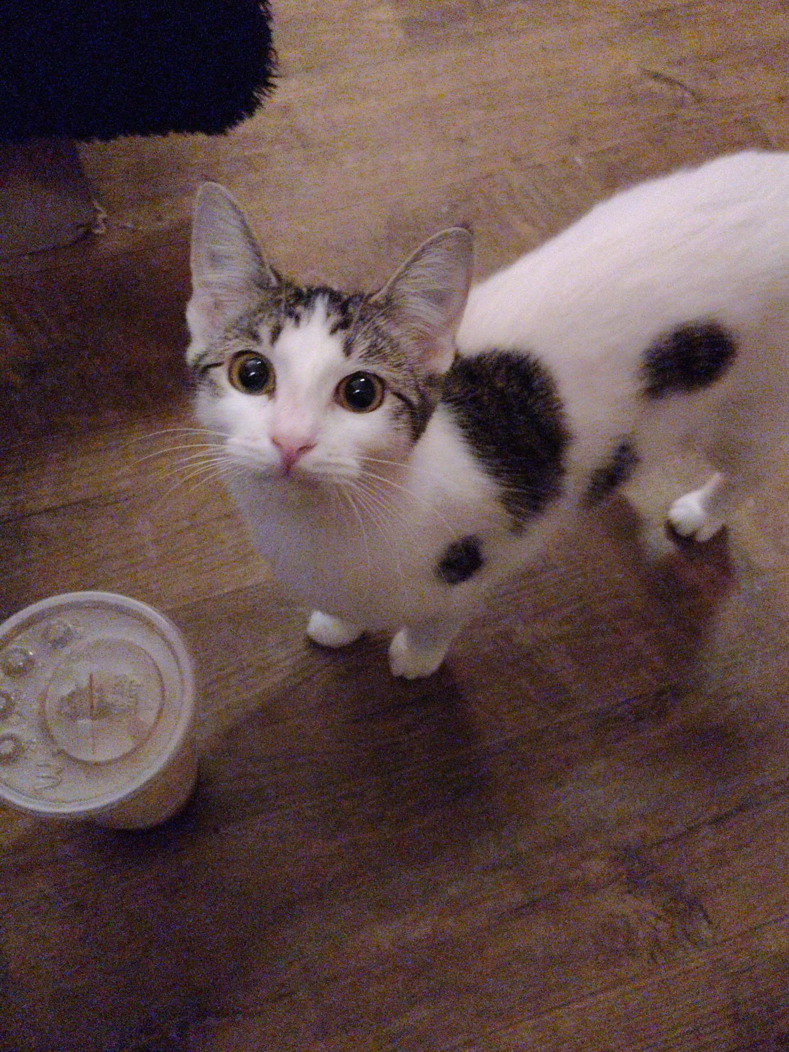 Enlarge Bonnie, an adopted Domestic Short Hair in Mount Pleasant, TX image 1/1