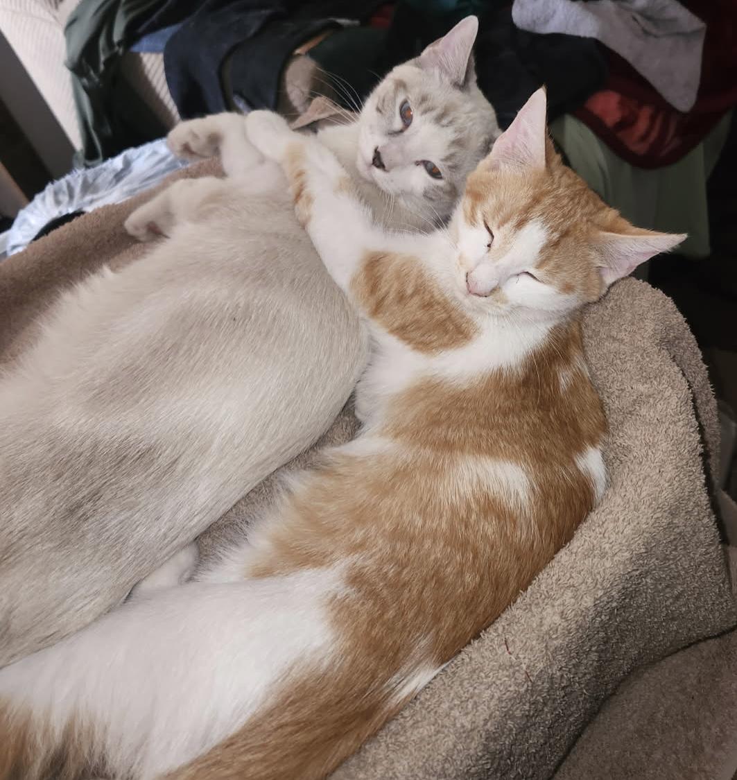 Enlarge Slider & friends, a Adoptable Domestic Short Hair in Portland, OR image 2/3
