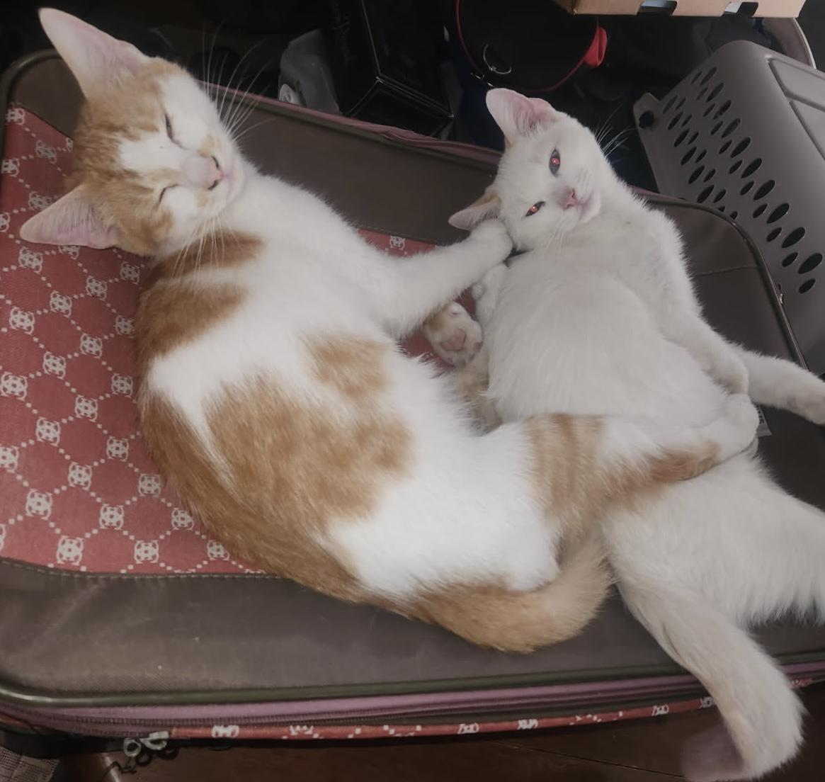 Enlarge Slider & friends, a Adoptable Domestic Short Hair in Portland, OR image 3/3