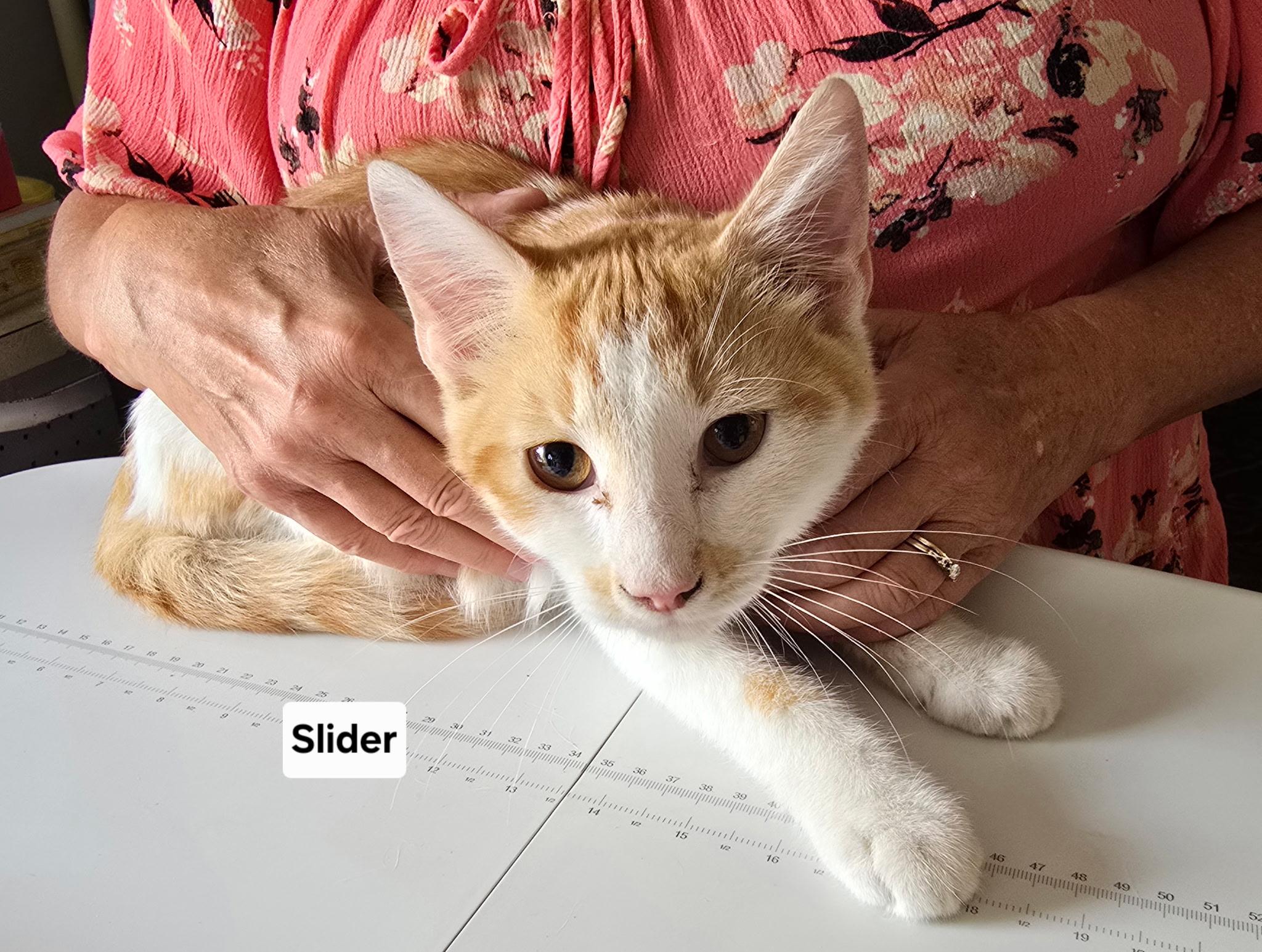 Slider & friends, Adoptable, Kitten Male Domestic Short Hair.