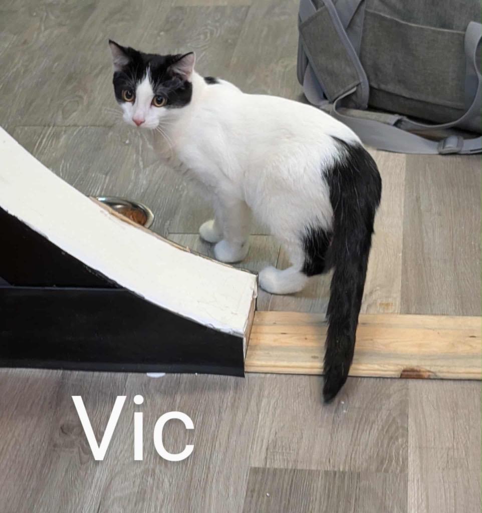 Victor, Adoptable, Young Male Turkish Van.