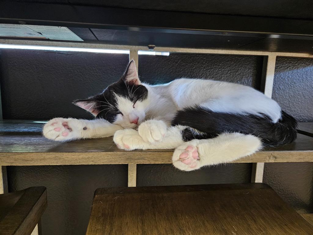 Victor, Adoptable, Young Male Turkish Van.