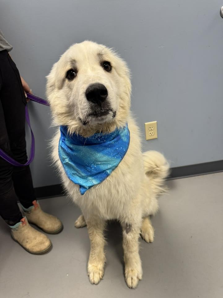 Enlarge Casper , a ADOPTABLE Great Pyrenees in Zanesville, OH image 2/3